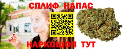 сатива Краснознаменск