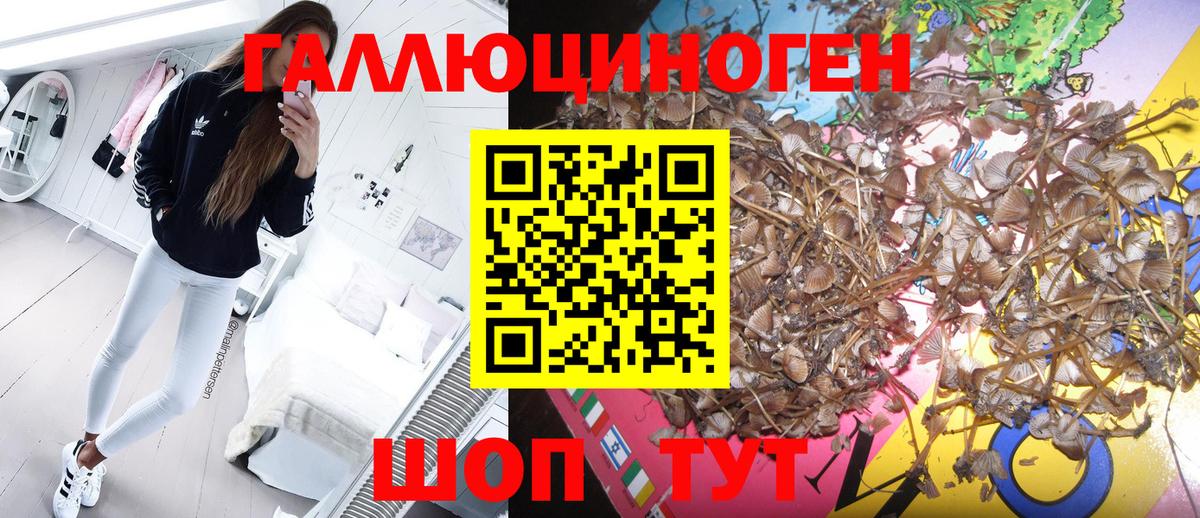 Псилоцибиновые грибы Cubensis Вышний Волочёк